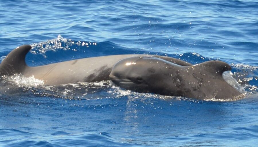 Los Cristianos Respectful No-Chase Whale and Dolphin Safari - Should you book the Bahriyeli?