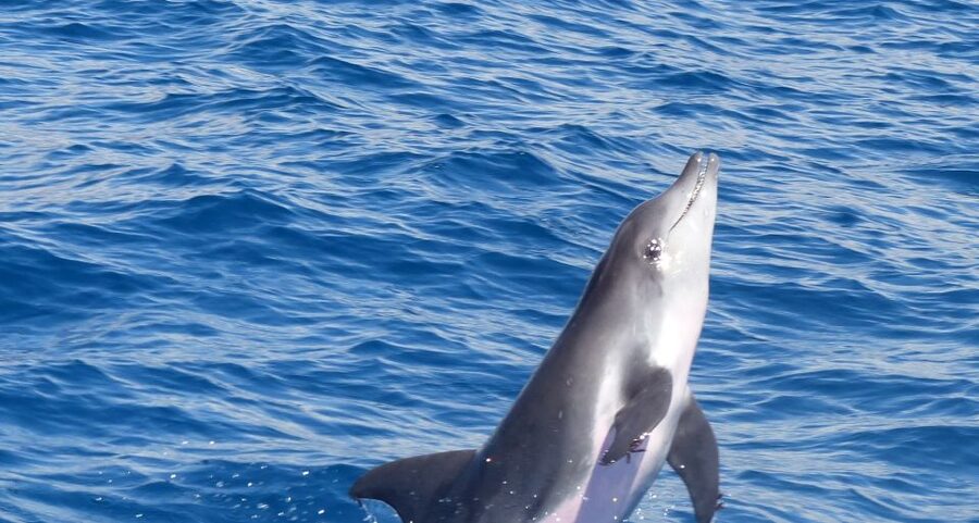 Los Cristianos Respectful No-Chase Whale and Dolphin Safari - What happens during the two hours