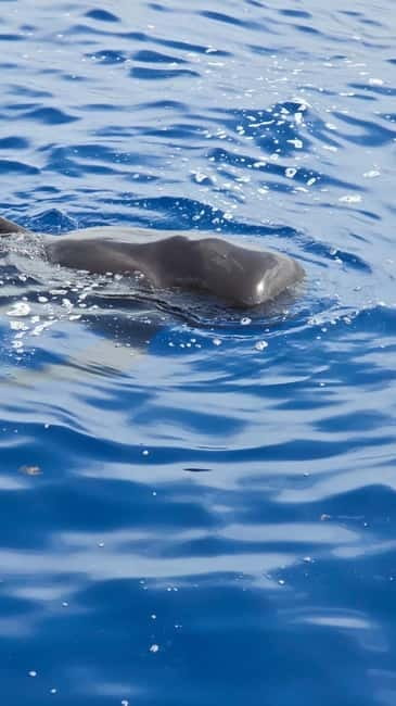 Los Cristianos: Viking Cruise Whales & Dolphins Watching - Key points to know before you book