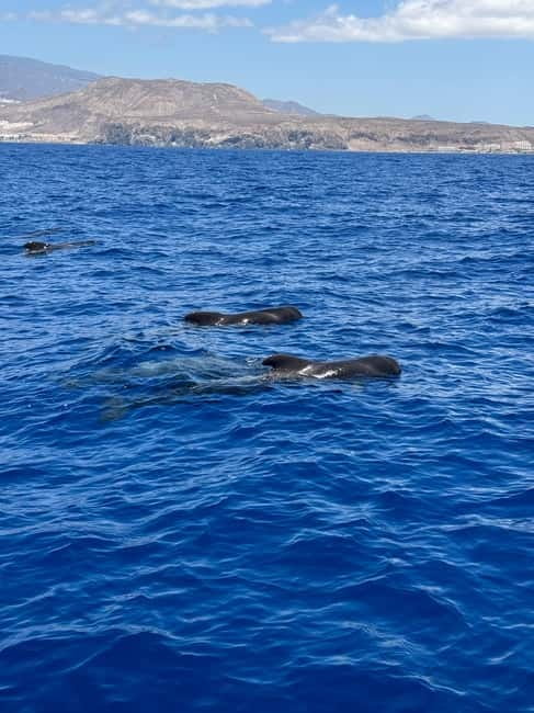 Los Cristianos: Viking Cruise Whales & Dolphins Watching - Comfort, seating, and onboard facilities