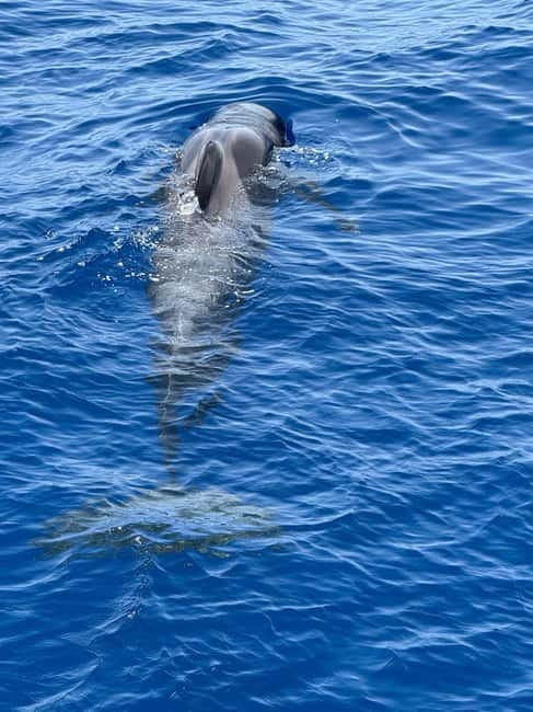 Los Cristianos: Viking Cruise Whales & Dolphins Watching - What the two-hour route is like
