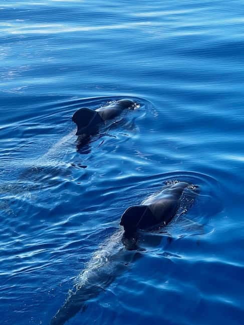Los Cristianos: Whale Watching Cruise w/Swim Stop & Drinks - The open water between Tenerife and La Gomera