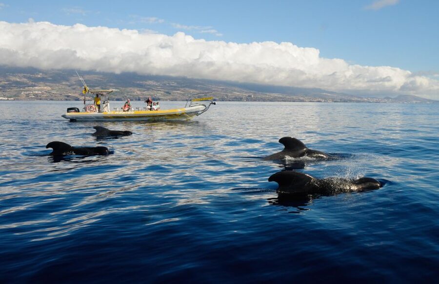 Los Gigantes: Dolphin and Whale Watching Cruise by Speedboat - What you may see in the open water