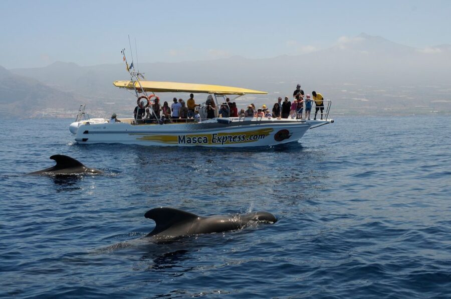 Los Gigantes: Dolphin & Whale Watching Cruise with Swim Stop - Swimming beneath the cliffs