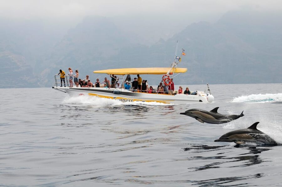 Los Gigantes: Dolphin & Whale Watching Cruise with Swim Stop - Searching for pilot whales and dolphins