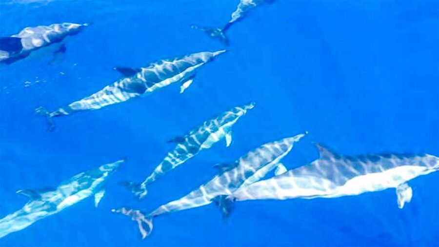 Los Gigantes: Whales and Dolphin Watching Cruise with Lunch - Views of Teide, Teno, and La Gomera