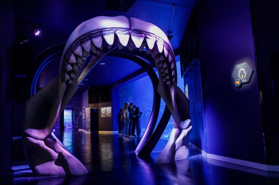 Madrid: Atlantis Aquarium Entry Ticket - Mangroves and coral reefs: the best learning section