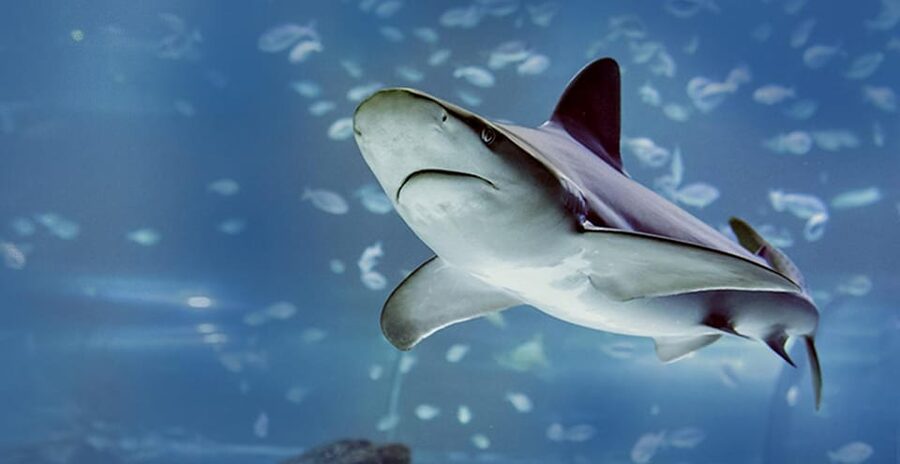 Madrid: Atlantis Aquarium Entry Ticket - Interactive stations and the Ambassador of Atlantis badge