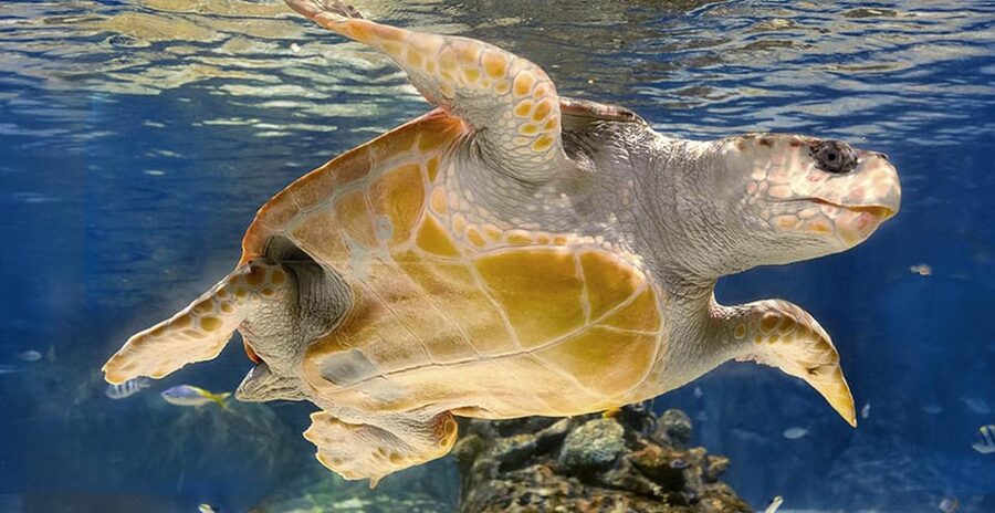 Madrid: Atlantis Aquarium Entry Ticket - How long to allow, and when the visit works best