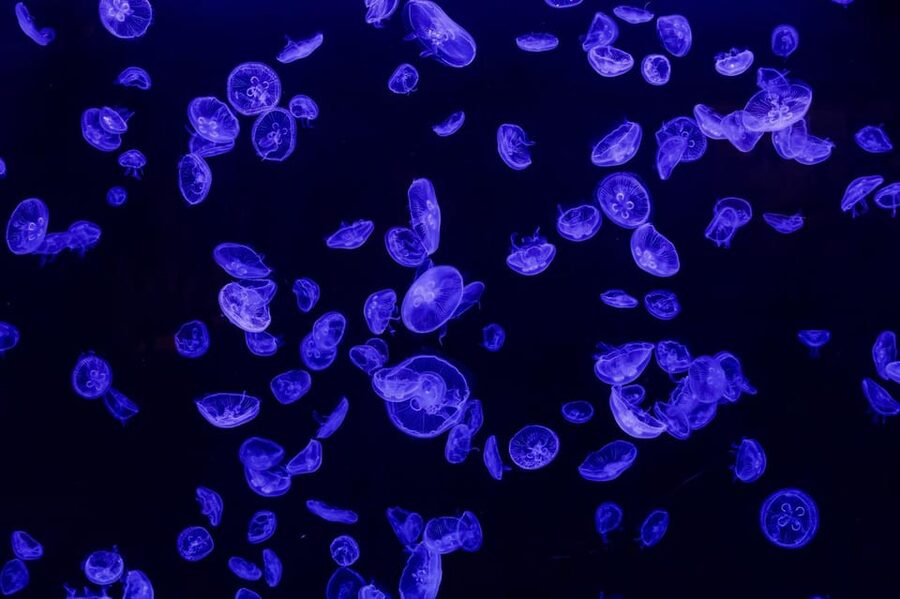 Madrid: Atlantis Aquarium Entry Ticket - Is $14 a fair price?