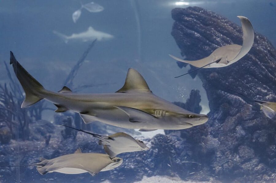 Madrid: Atlantis Aquarium Entry Ticket - Who will enjoy Atlantis Aquarium most?