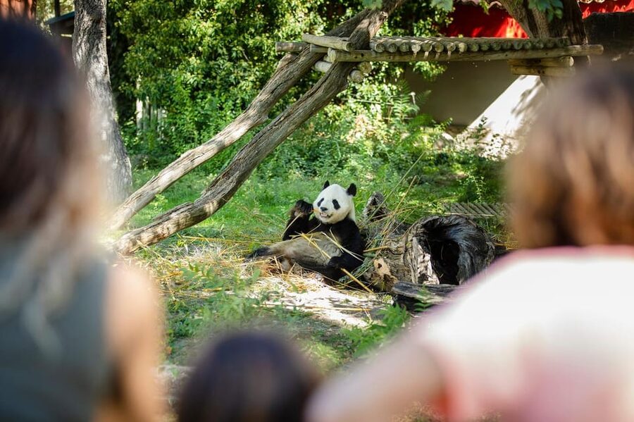 Madrid: Zoo Aquarium Madrid Ticket - Pandas, gorillas, and Madrid’s most memorable animals