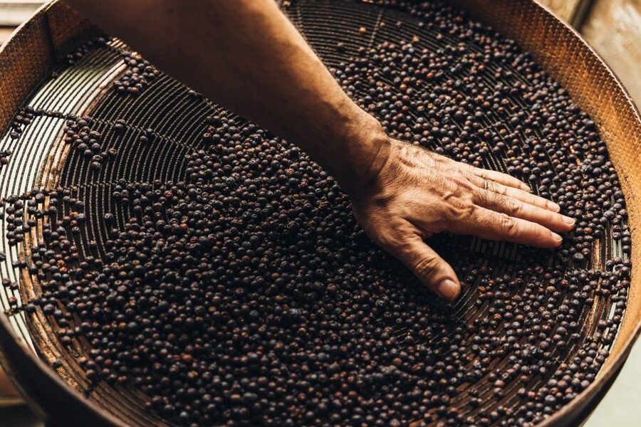 Mahón: Gin Distillery Tour with Tasting & Appetizers - From juniper selection to a sealed bottle