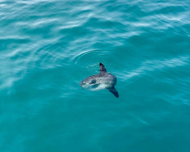 Málaga: Boat Tour w/ Snorkeling, Water Activities, and Lunch - Who will enjoy this boat trip most?