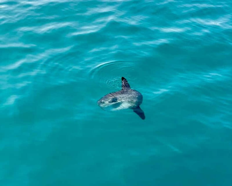 Málaga: Boat Tour w/ Snorkeling, Water Activities, and Lunch - Searching for dolphins off Benalmádena