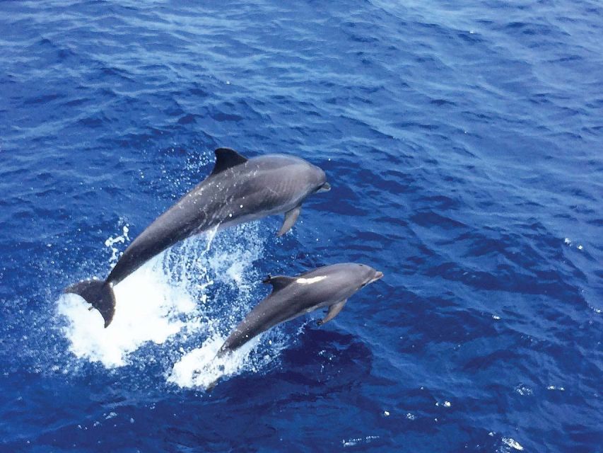 Mallorca: 2-Hour Dolphin Watching Cruise & Glass-Bottom Boat - Starting early on Mallorca’s open water