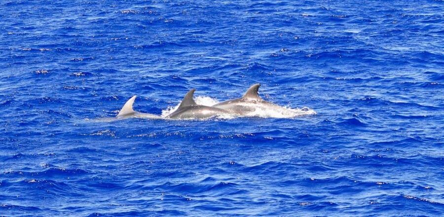 Mallorca: 3-Hour Afternoon Dolphin Watching Boat Tour - Three hours on Mallorca’s southern coast