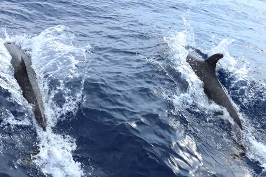 Mallorca: 3-Hour Afternoon Dolphin Watching Boat Tour - Upper-deck sun and lower-deck shelter