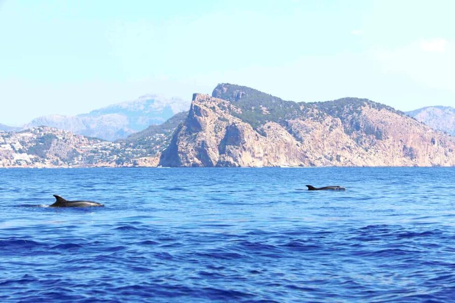Mallorca: 3-Hour Afternoon Dolphin Watching Boat Tour - What the coastline adds to the trip