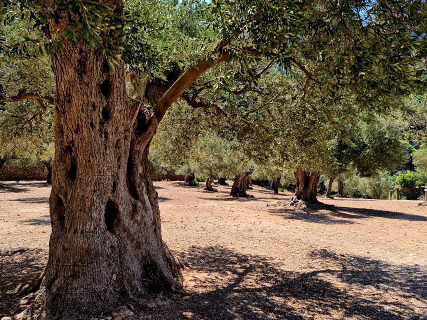 Mallorca: Day Trip to Hidden Gems of Tramuntana with Lunch - A six-hour route through Mallorca’s quieter side