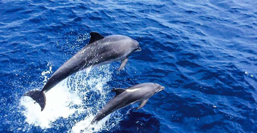 Mallorca: Dolphin Watching Cruise - Searching Mallorca’s open water for dolphins