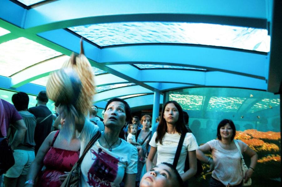 Mallorca: Palma Aquarium Entry Ticket w/ Optional 3D Cinema - Big Blue, the aquarium’s headline tank