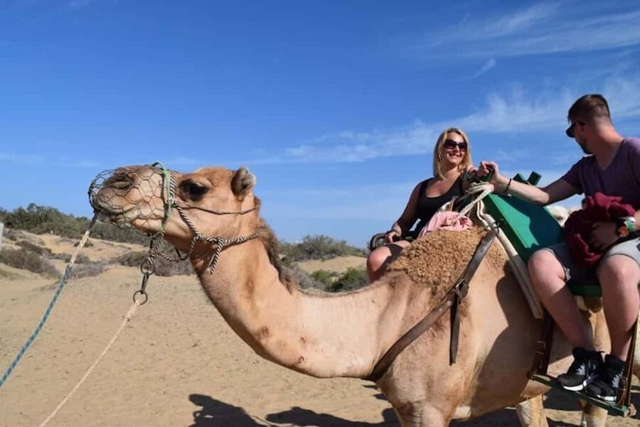 Maspalomas: Guided Camel Ride in the Maspalomas Sand Dunes - Key points to know before you go