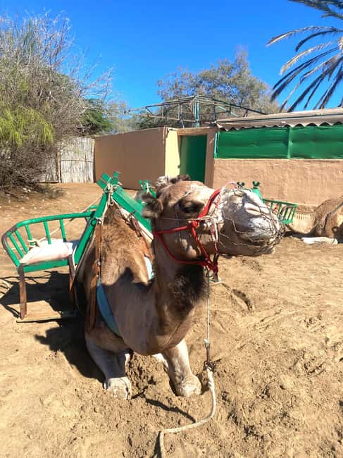 Maspalomas: Guided Camel Ride in the Maspalomas Sand Dunes - What the Maspalomas camel ride is really like