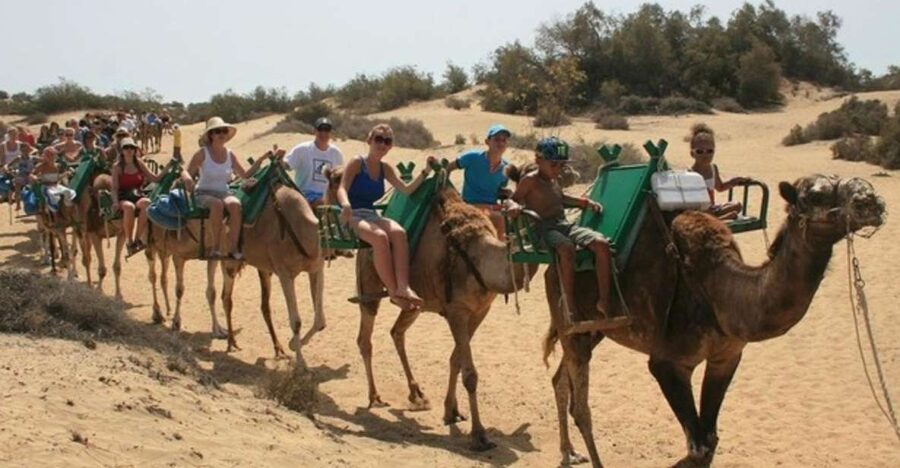 Maspalomas: Guided Camel Ride in the Maspalomas Sand Dunes - The waiting area and the camels