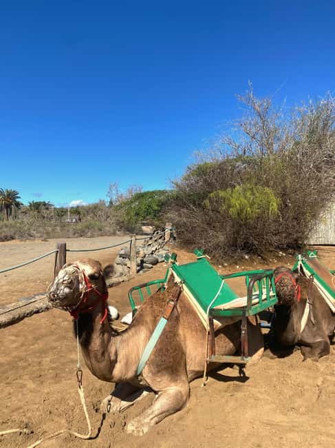 Maspalomas: Guided Camel Ride in the Maspalomas Sand Dunes - Is it good for families?