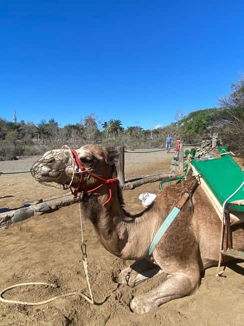 Maspalomas: Guided Camel Ride in the Maspalomas Sand Dunes - Price, timing, and practical value
