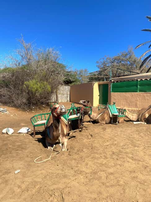 Maspalomas: Guided Camel Ride in the Maspalomas Sand Dunes - Should you book the Maspalomas camel ride?