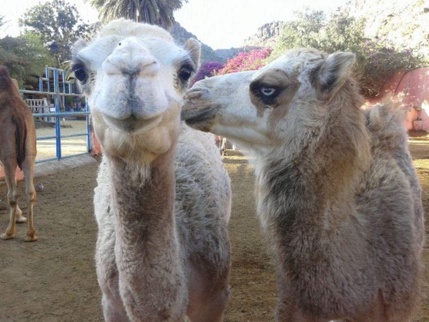 Maspalomas: Guided Camel Ride in the Maspalomas Sand Dunes - Starting at Charca Maspalomas