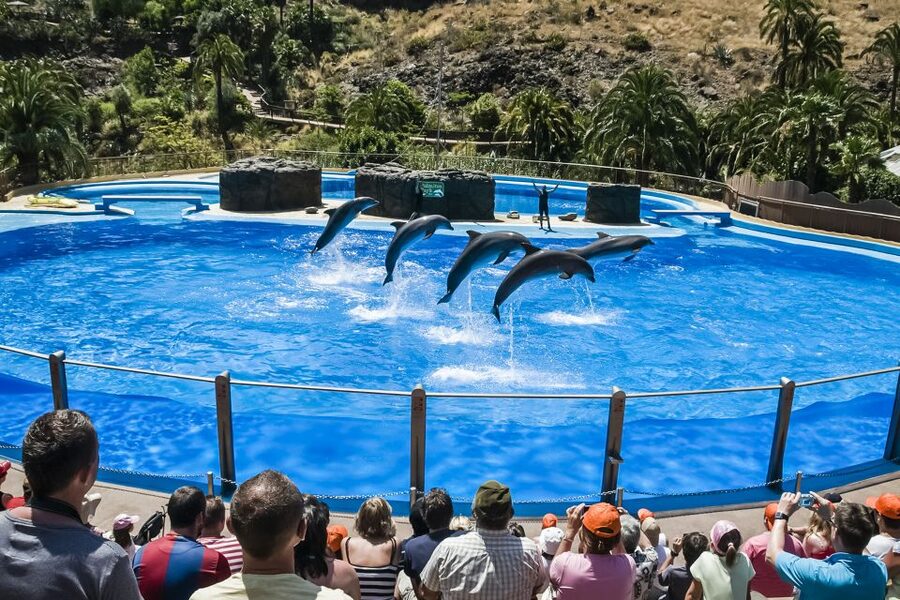 Maspalomas: Palmitos Park Ticket with Dolphin and Bird Shows - A wildlife park in the hills above Maspalomas