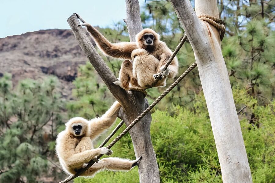 Maspalomas: Palmitos Park Ticket with Dolphin and Bird Shows - Make time for the birds of prey