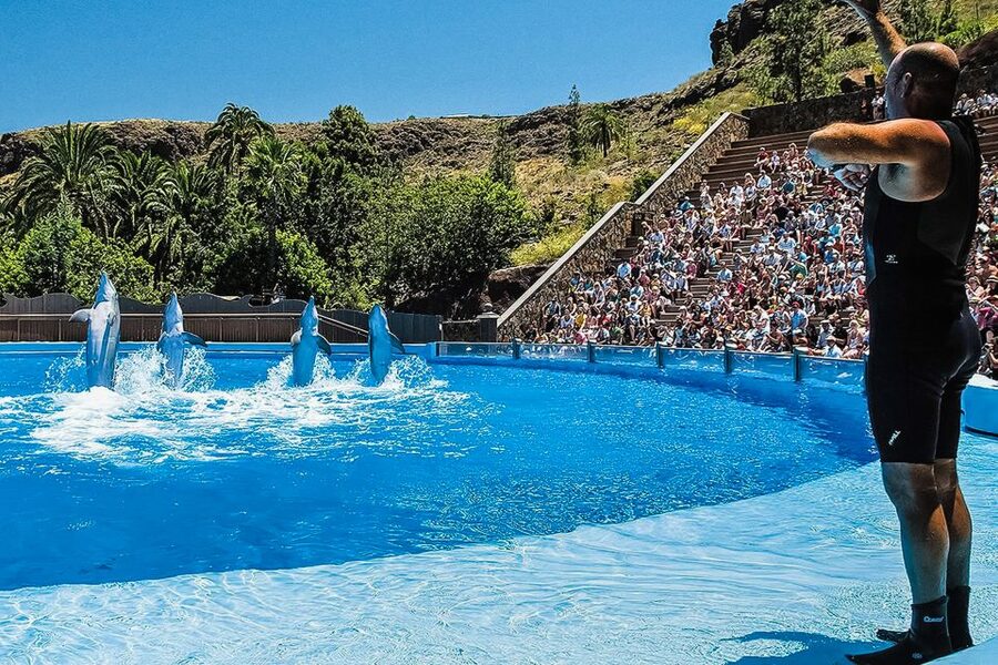 Maspalomas: Palmitos Park Ticket with Dolphin and Bird Shows - The parrot and exotic bird shows