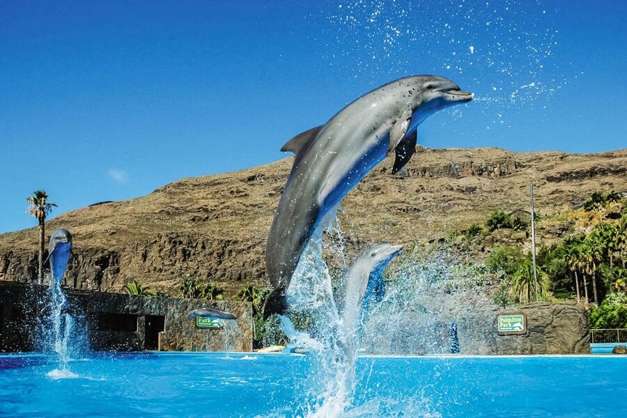 Maspalomas: Palmitos Park Ticket with Dolphin and Bird Shows - Primates, meerkats, wallabies, and aardvarks