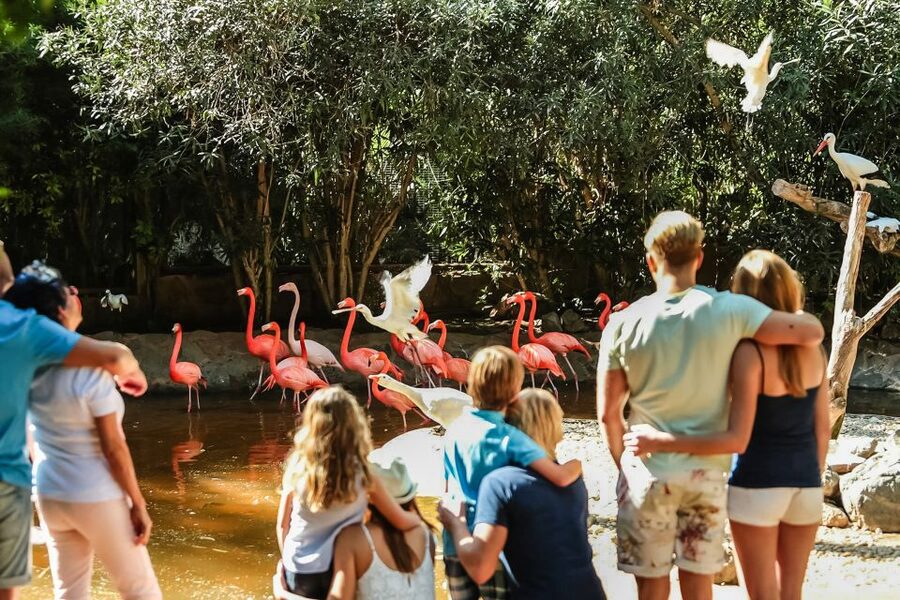Maspalomas: Palmitos Park Ticket with Dolphin and Bird Shows - How long should you spend at Palmitos Park?