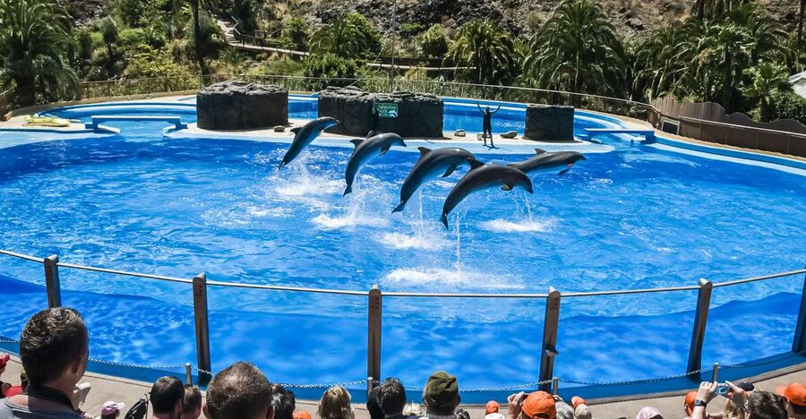 Maspalomas: Palmitos Park Ticket with Dolphin and Bird Shows - Start with the dolphinarium