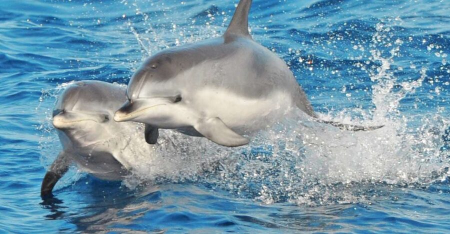 Morro Jable: Dolphin & Whale Watching Cruise, Drinks & Swim - Searching the Atlantic for dolphins and whales