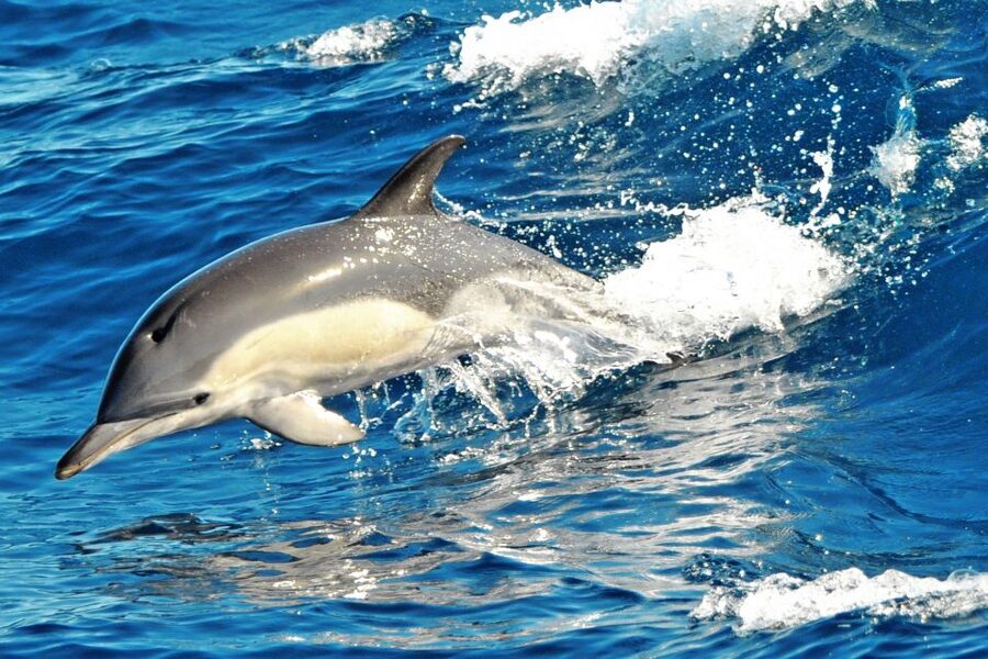 Morro Jable: Dolphin & Whale Watching Cruise, Drinks & Swim - Drinks, comfort, and what you need to bring