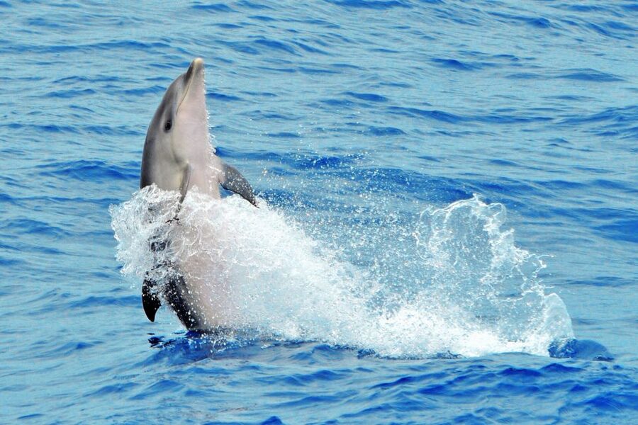 Morro Jable: Dolphin & Whale Watching Cruise, Drinks & Swim - Who will enjoy the Magic Dolphin most