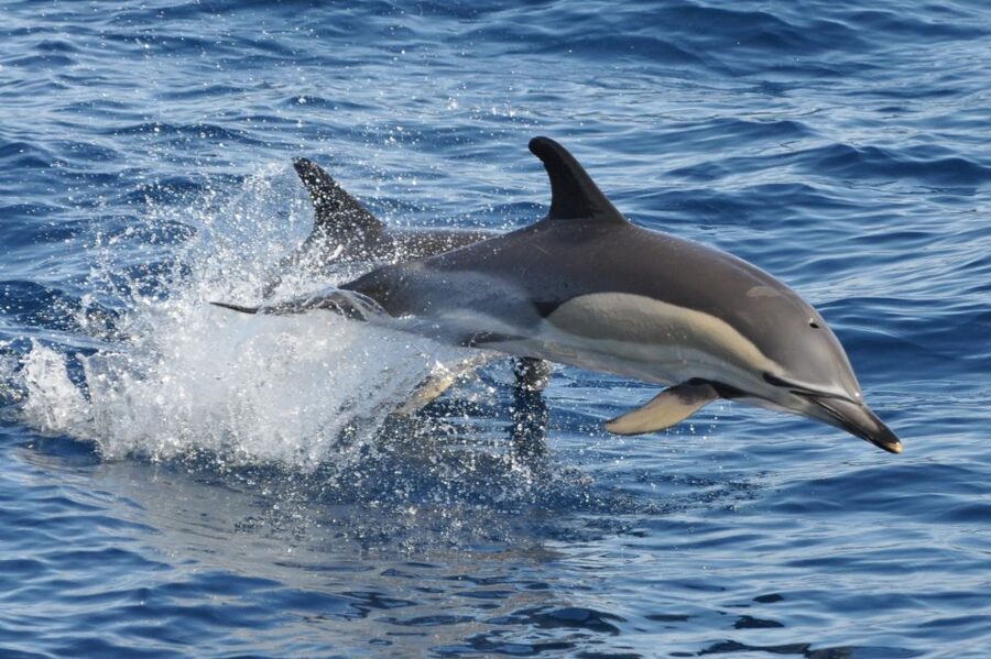Morro Jable: Dolphin & Whale Watching Cruise, Drinks & Swim - FAQ