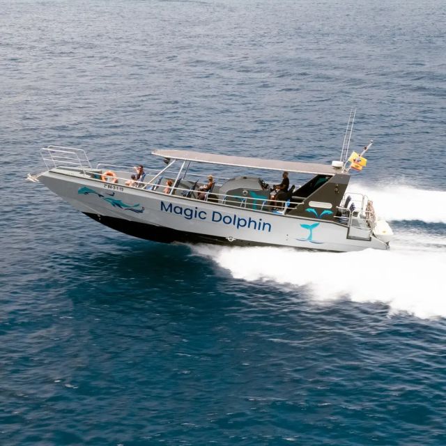 Morro Jable: Dolphin & Whale Watching Cruise, Drinks & Swim - The small surprises beyond dolphins