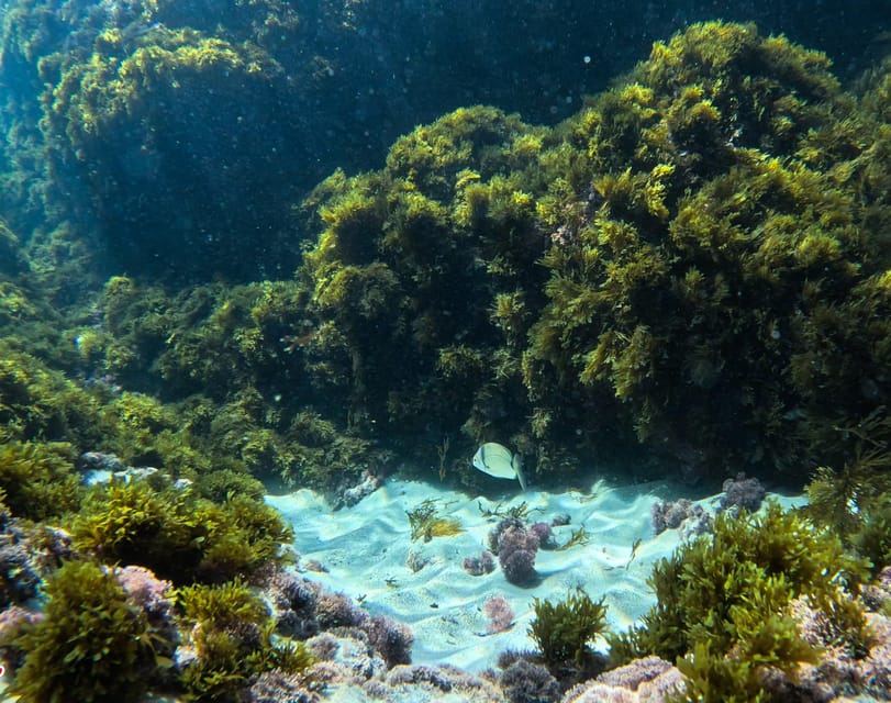 Nerja-Maro: Snorkeling & Sea Scooter Speedboat Trip - Who should book this Nerja snorkeling trip?