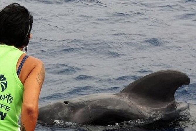 No chase Whale & Dolphin tour putting Marine Life first - we care - Key points to know before you sail