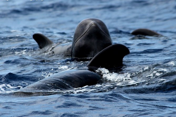 No chase Whale & Dolphin tour putting Marine Life first - we care - Pilot whales and dolphins without a chase