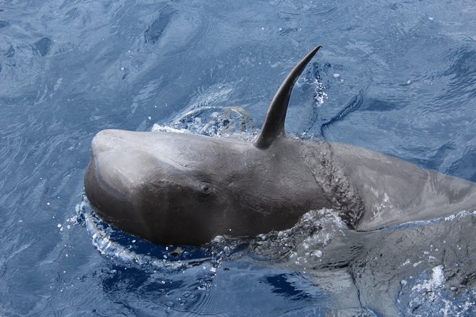 No chase Whale & Dolphin tour putting Marine Life first - we care - Comfort, seating, and conditions on the water