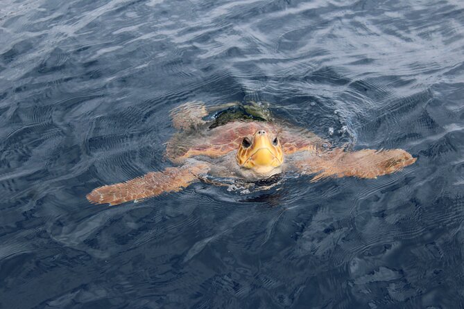 No chase Whale & Dolphin tour putting Marine Life first - we care - Is $30.23 good value for two hours?