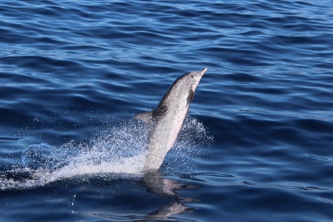 No chase Whale & Dolphin tour putting Marine Life first - we care - Who will enjoy this Tenerife whale tour?